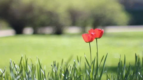 Spring landscape - bright red tulips against a background of green grass. Stock Footage 87824571