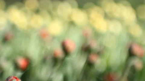 Spring landscape - bright red tulips against a background of green grass. Stock Footage 87824857