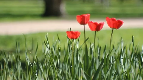 Spring landscape - bright red tulips against a background of green grass. Stock Footage 87825812