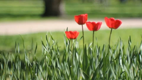 Spring landscape - bright red tulips against a background of green grass. Stock Footage 87826068