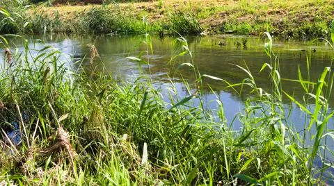 Spring landscape with the Bystrzyca River. Foto stock