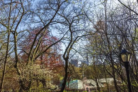 Spring landscape of Central Park, New York, with blooming trees just starting Foto stock