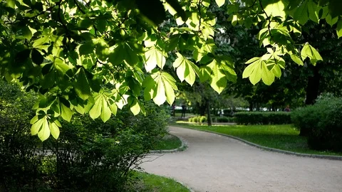 Spring landscape - a chestnut in a spring park. Stock Footage 91377558