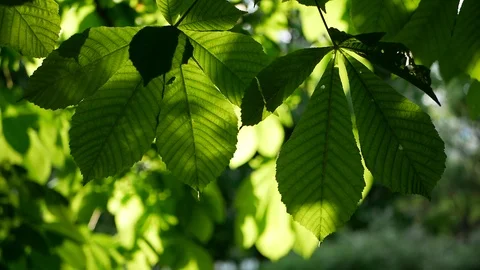 Spring landscape - a chestnut in a spring park. Stock Footage 91377591
