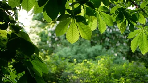 Spring landscape - a chestnut in a spring park. Video stock 91377696
