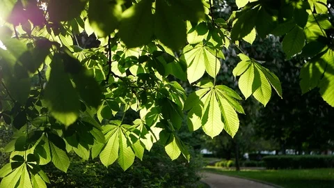 Spring landscape - a chestnut in a spring park. Stock-Footage 91377734