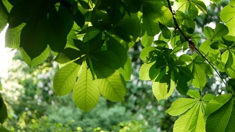 Spring landscape - a chestnut in a spring park. Video stock 91377829