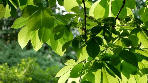 Spring landscape - a chestnut in a spring park. Video stock 91378747