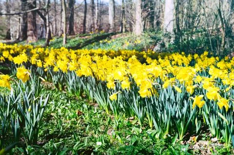 Spring landscape with daffodils Stock Photos