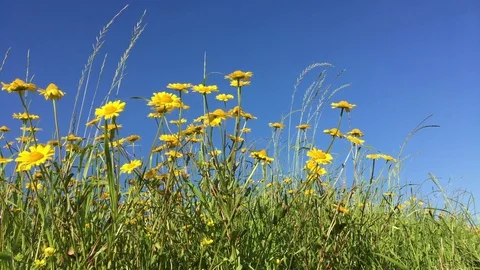 Spring landscape with daisies Stock Footage 74680259
