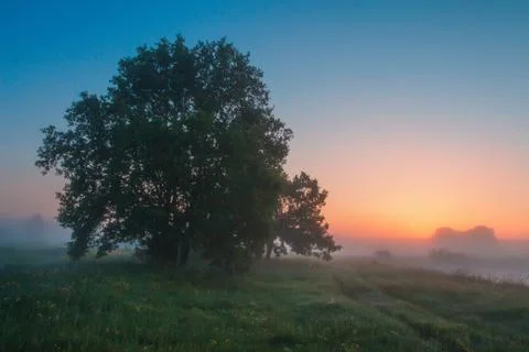 Spring landscape at dawn. Tree on green meadow on colorful sky background. Stock Photos