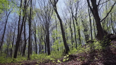 Spring landscape deciduous forest with sky Stock Footage 172084008