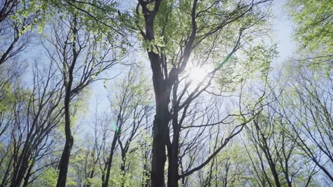 Spring landscape deciduous forest with sky Video stock 172084111