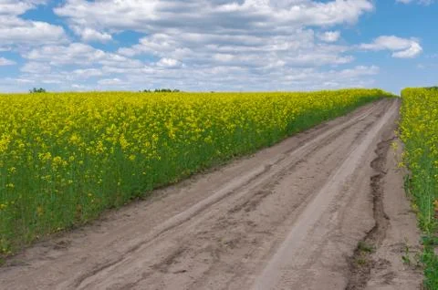 Spring landscape with earth road inside rape-seed field in central Ukraine Stock Photos