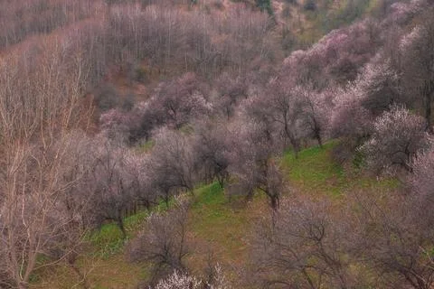 Spring landscape featuring hills covered with blooming wild apricot trees and Photos