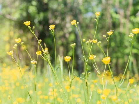 Spring landscape with a field full of small yellow Ranunculus repens butter.. Stock-Fotos