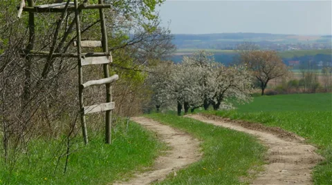 Spring landscape with field of grass and trees. Видео 39856194