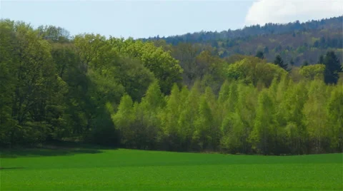 Spring landscape with field of grass and trees. 動画素材 39856610