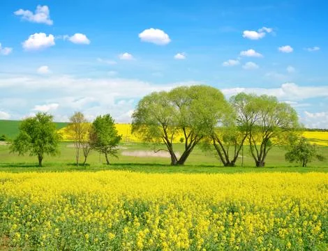 Spring landscape with field of rapeseed. Stock Photos