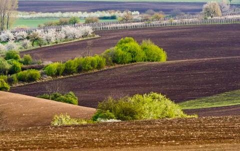 Spring landscape with fields and trees Stock Photos