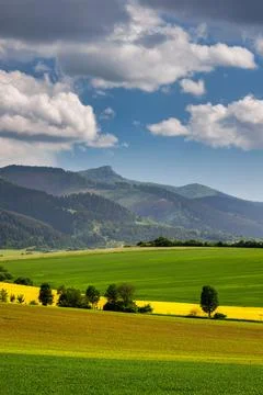 Spring landscape with fields of oilseed rape. Stock Photos