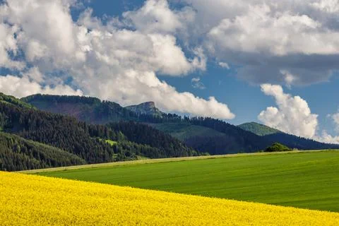 Spring landscape with fields of oilseed rape. Stock-Fotos
