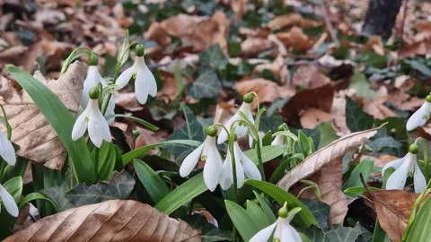 Spring landscape with the first snowdrops Stock Footage 336394888