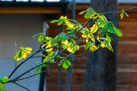 Spring landscape, the first young leaves of trees Stock Photos