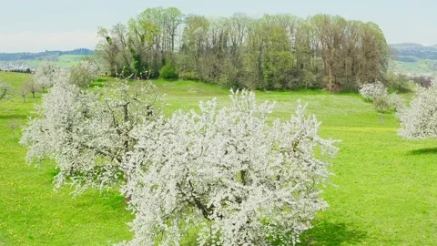 Spring landscape. Flowering meadow and garden. Stock Footage 130856274