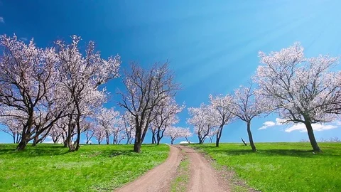 Spring landscape. flowering trees. 库存影片 84239130