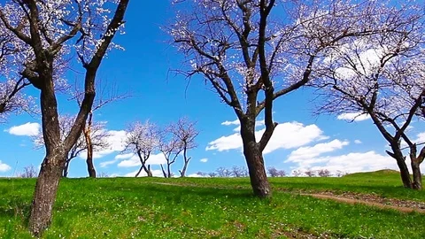 Spring landscape. flowering trees. Stock Footage 84239630