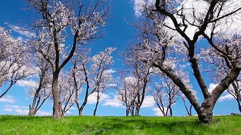 Spring landscape. flowering trees. Stock Footage 84239892