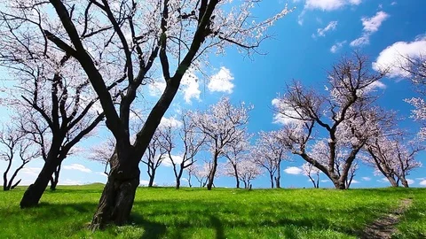 Spring landscape. flowering trees. Video stock 84250902
