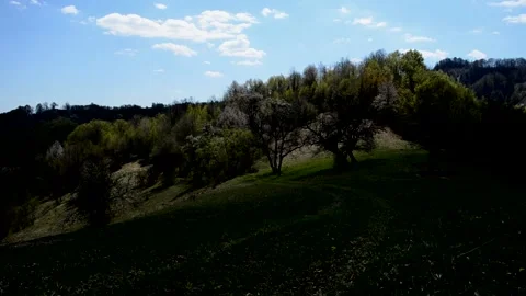 Spring landscape with flowering trees in the mountains, timelapse Video stock 148415966