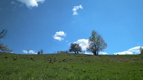 Spring landscape with flowering trees in the mountains, timelapse Video stock 148416008