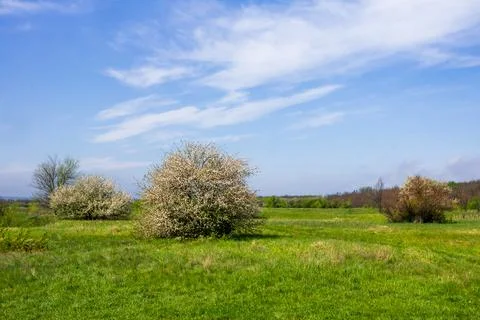 Spring landscape with flowering trees Stock Photos