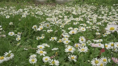 Spring landscape with flowering white chamomile. Stock Footage 274982723