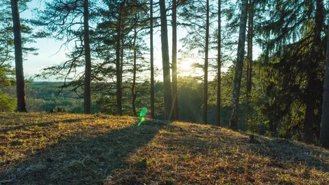 Spring landscape with flowers and sun at sunset, time-lapse Stock Footage