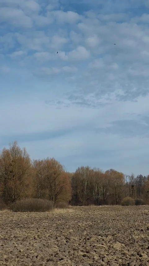 Spring landscape with flying birds. 3 Video stock 304238085
