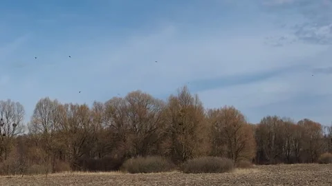 Spring landscape with flying birds. Stock-Footage 304238123