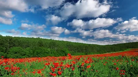 Spring landscape Stock Footage 10682407