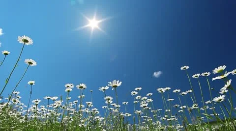 Spring landscape Stock-Footage 10684429