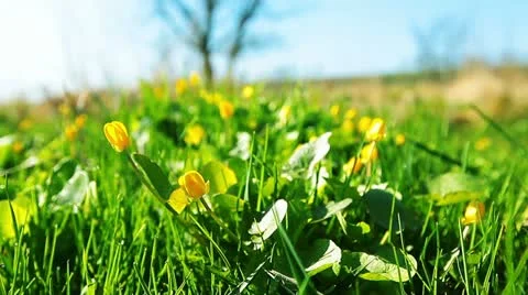 Spring landscape Stock Footage 10869562