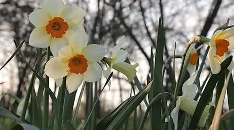 Spring landscape Vídeo Stock 10978077