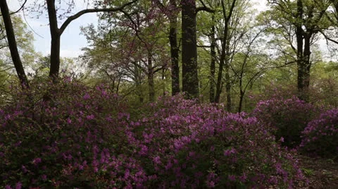 Spring landscape Stock Footage 22772107