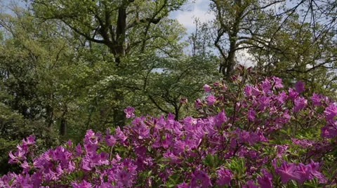 Spring landscape Stock Footage 22772156