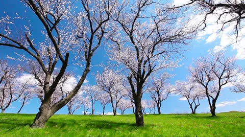 Spring landscape Stock Footage 22835700
