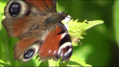 Spring landscape 스톡 동영상 23043158