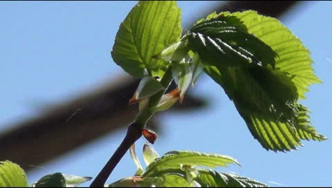 Spring landscape Stock Footage 23046433