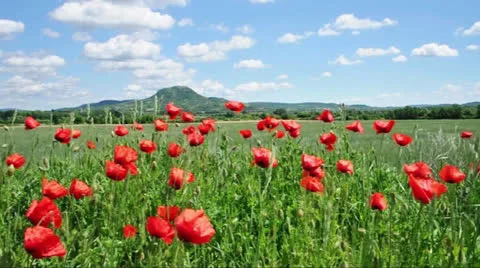 Spring landscape Stock Footage 24371961